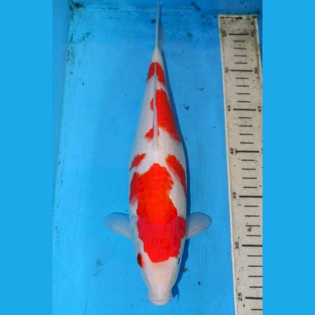 34cm KOHAKU ABSTRAK