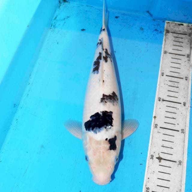 35cm DALMATION BEKO