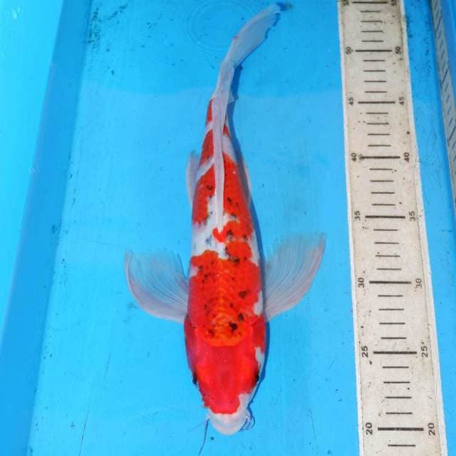 38cm KUMPAY GOSHIKI