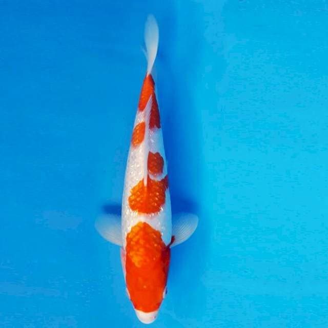 HANA 8 - Kohaku Gin Rin ®