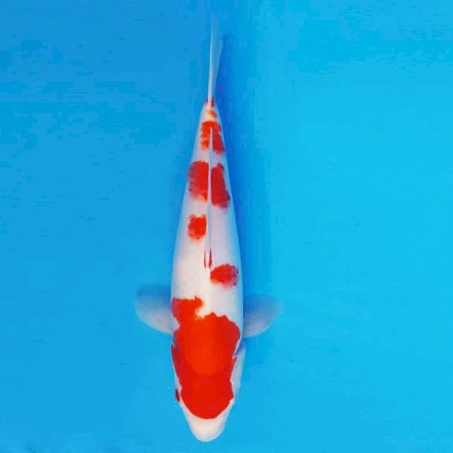 HANA 15 - Kohaku ®
