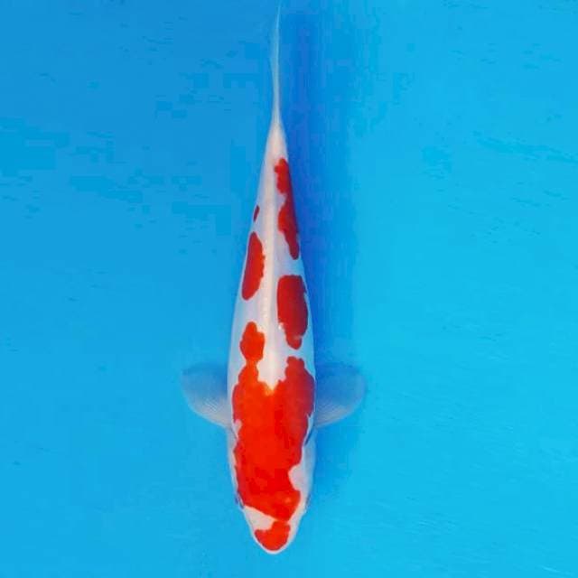 HANA 16 - Kohaku Doitsu ®