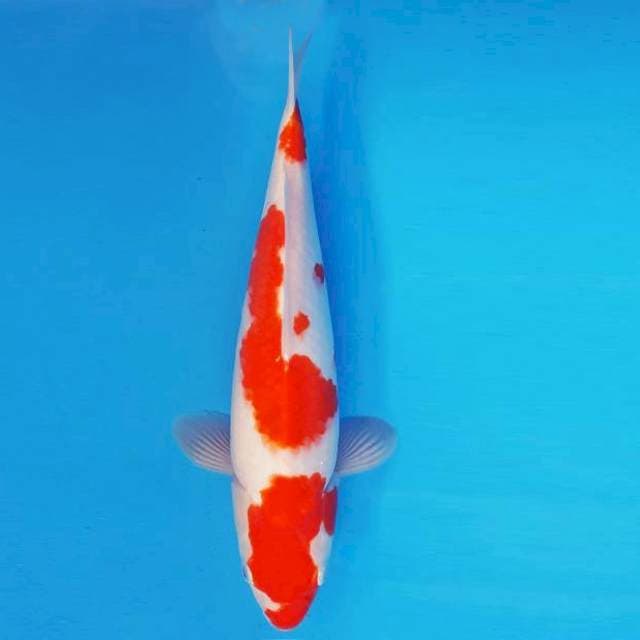 HANA 17 - Kohaku ®