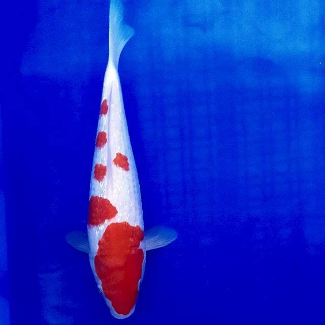 Kohaku ginrin 27cm