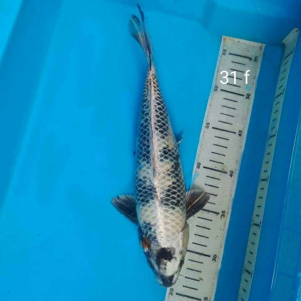 Kin Shiro Bakat jumbo Langka