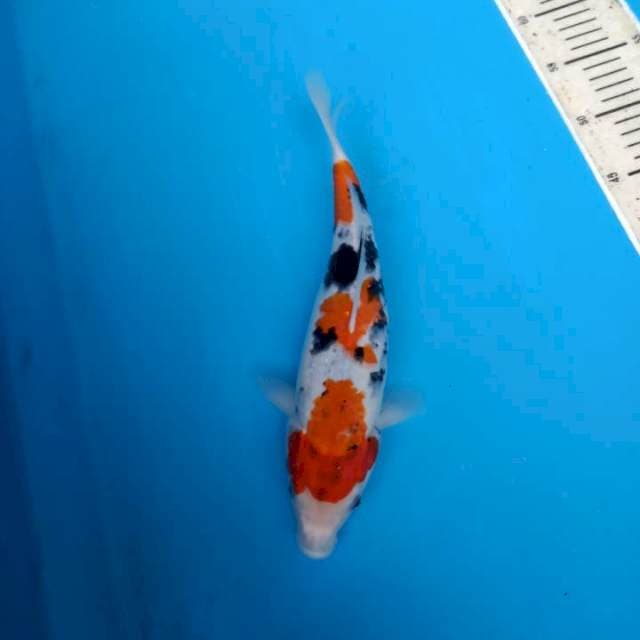 Showa 30 cm