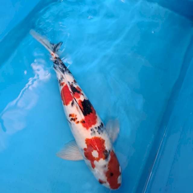 Showa kindai 50bu π€©π