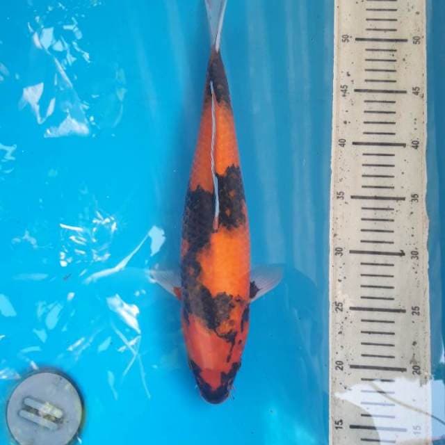37cm Hi showa ( M )