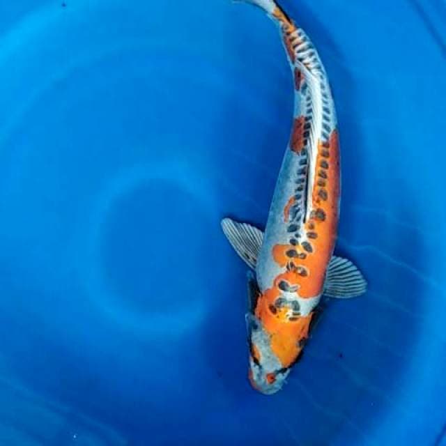 Kikoryu 50cm