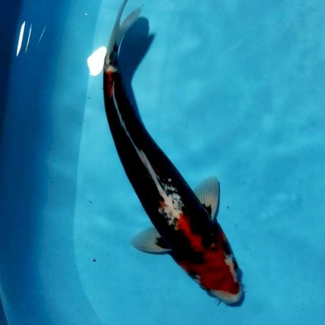 Jantan 38 cm benikumon