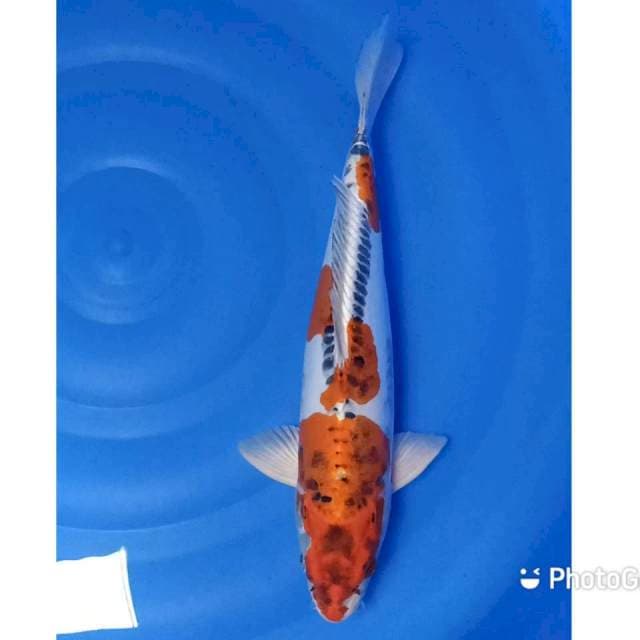 Beni kiko 41cm