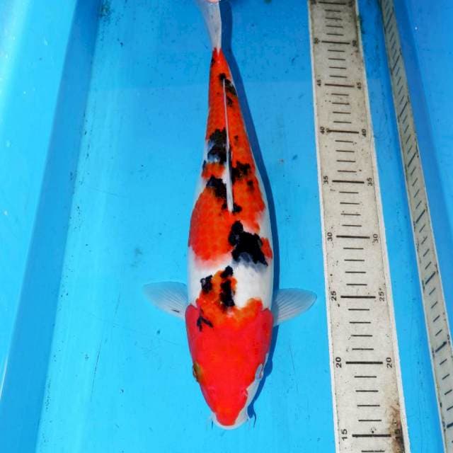SANKE 35cm