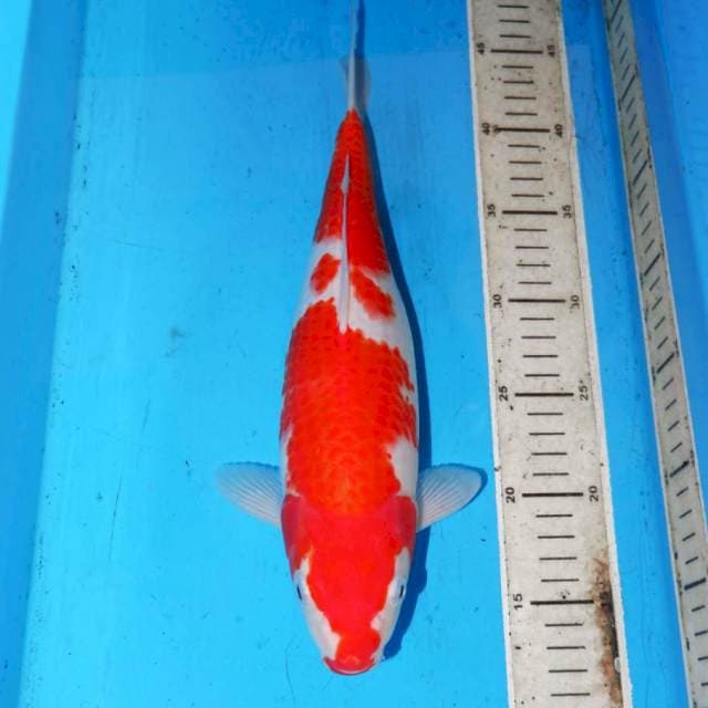 KOHAKU POLA BAGUS 34cm