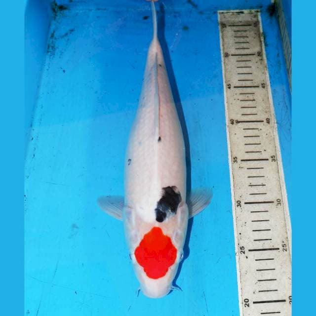 TANCHO SANKE 35cm