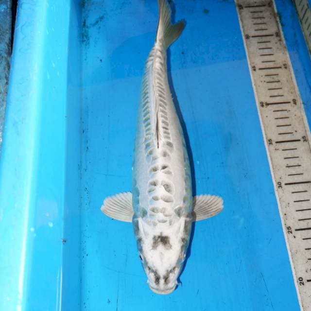 NAGA BONAR 35cm