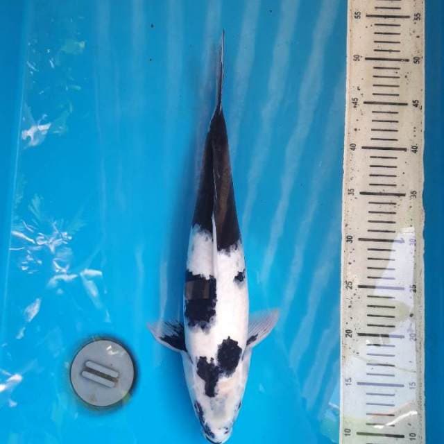 41cm Shiro utsuri ( F )