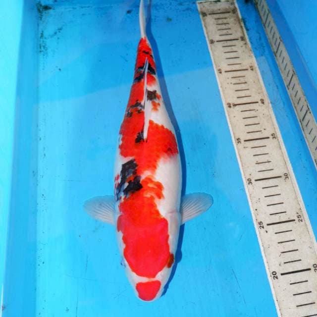 SANKE 36cm