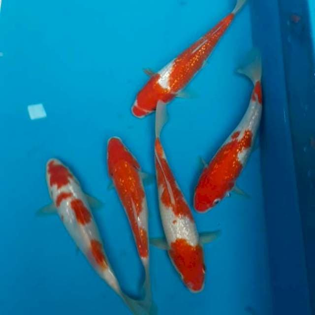 5 ekor Kohaku Ginrin 15-20 cm
