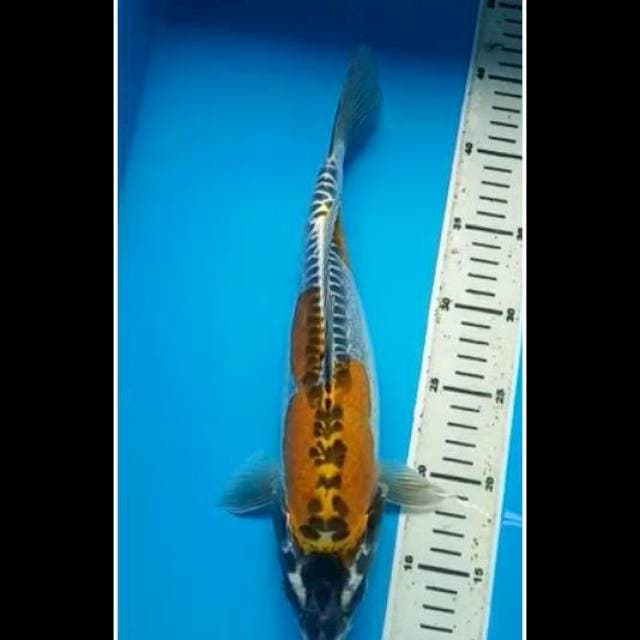 KIKOKURYU PUNUK 34 Cm
