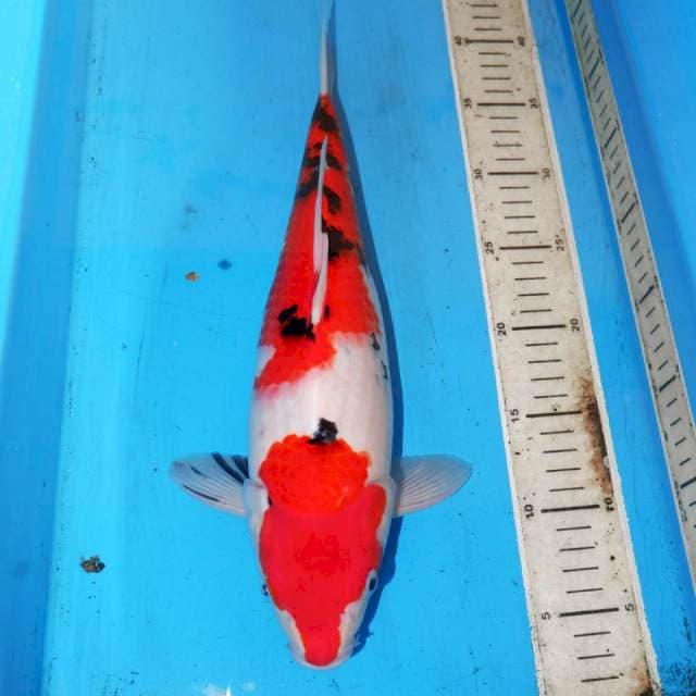 SANSHOKU SANKE 37cm