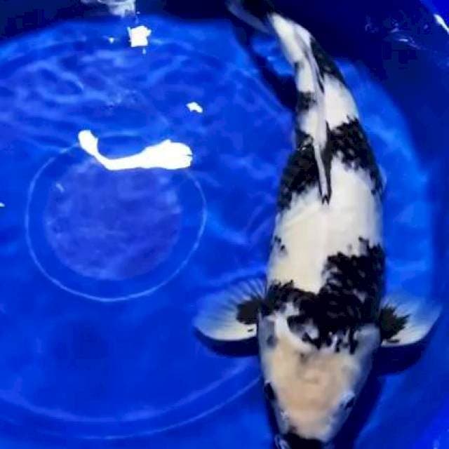 Shiro Utsuri Super Bulky Motogoro Show Quality
