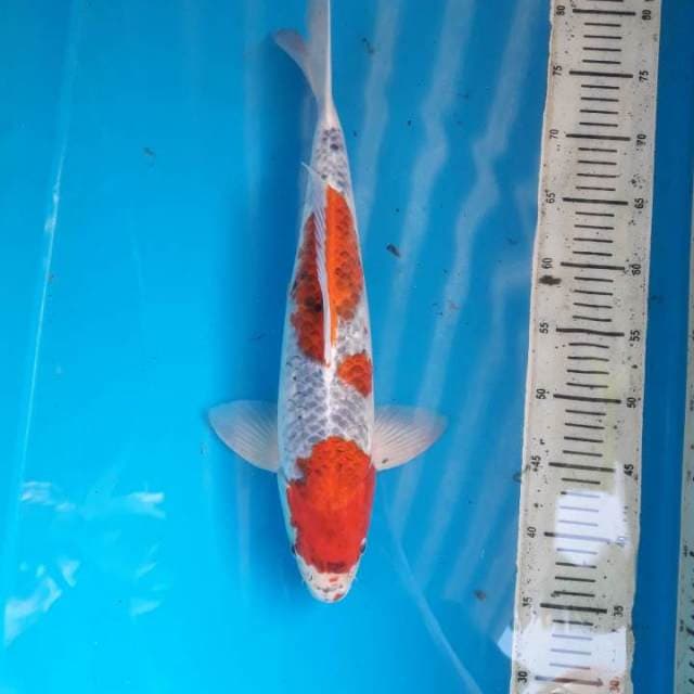 43cm Goshiki ( M )