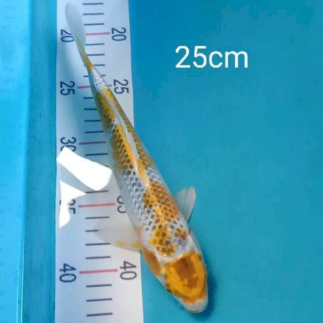 Maruthen kujaku 25cm