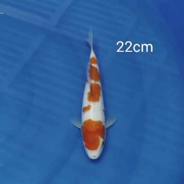 Kohaku 22cm