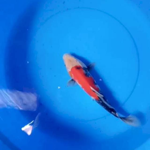 Showa