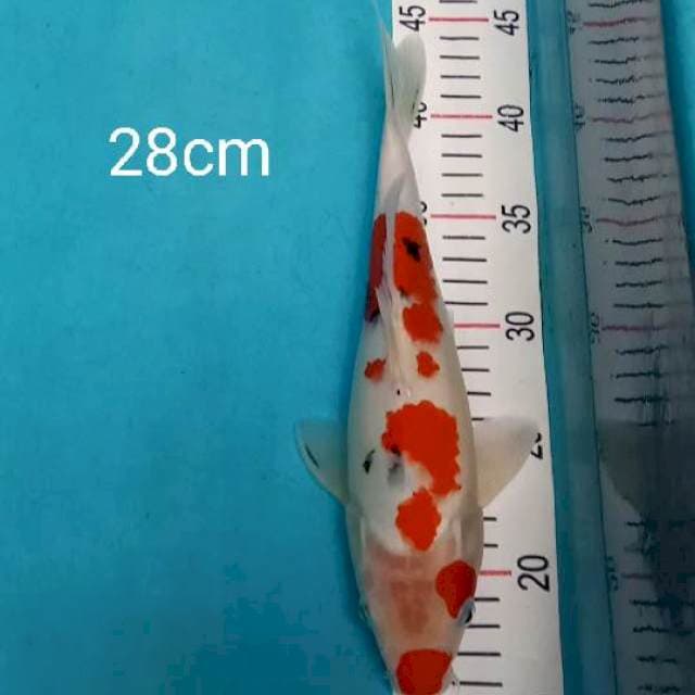 Sanke prospek 28cm
