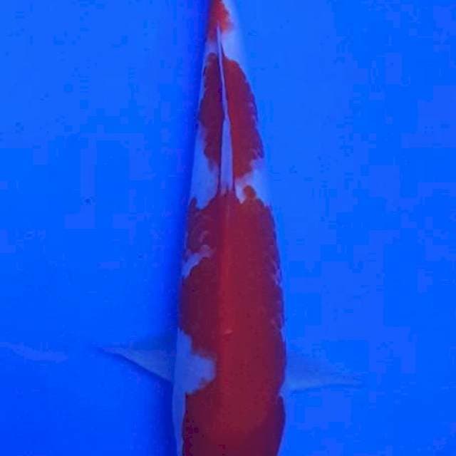 Kohaku