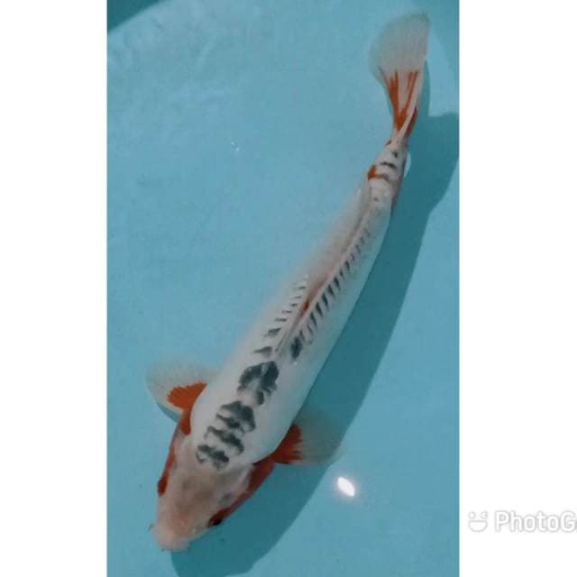 Shusui motoaka 40cm