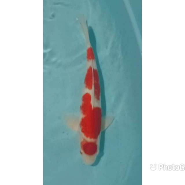 Maruthen kohaku 40cm