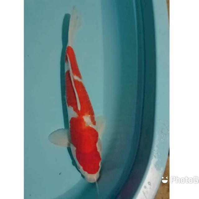 Kohaku inazuma 39cm