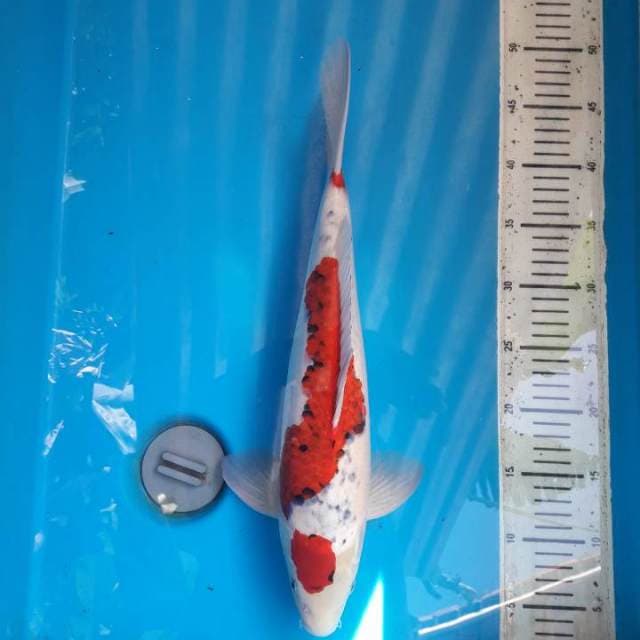 43cm Maruten goshiki ( M )