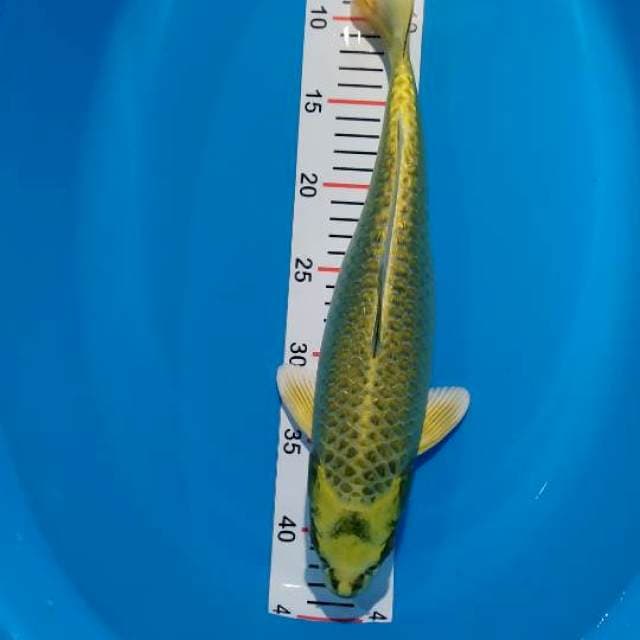 yellow mukasi ginrin 37 cm