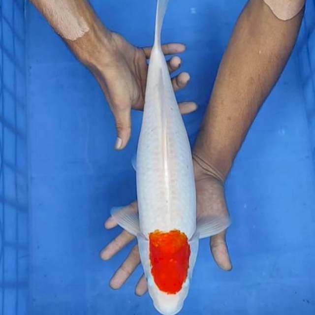 Tanco Kohaku 39cm