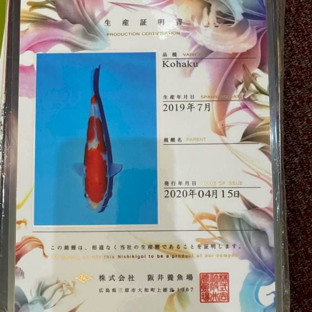 Sakai serti 42 cm