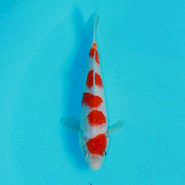 Maruten Kohaku 17cm