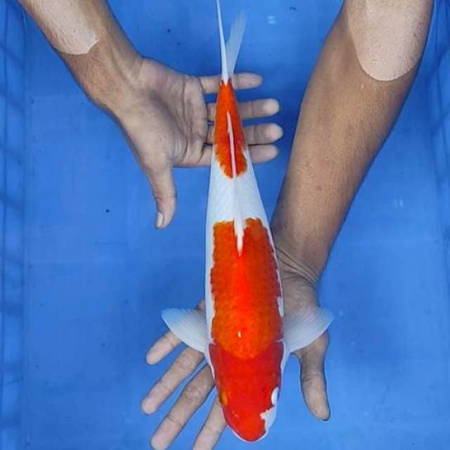 Kohaku 35cm