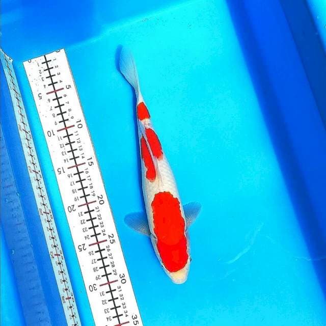Kohaku