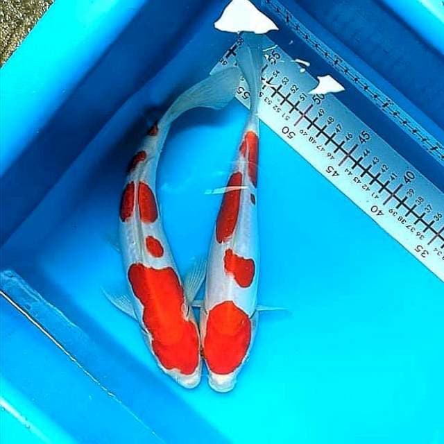 Kohaku