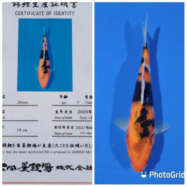 Showa tosai dainichi