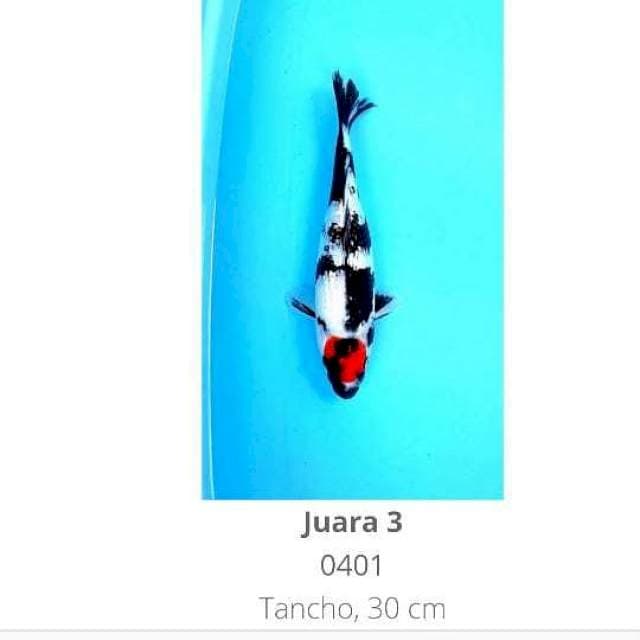 SPESIAL TANCHO SHOWA GINRIN 30CM JUARA 3 SHOW MALANG