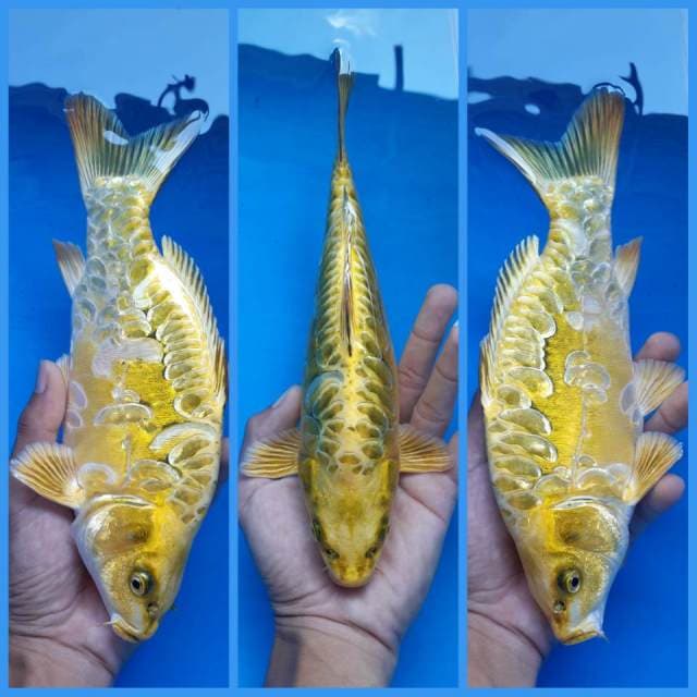 MUKASHI PUNUK