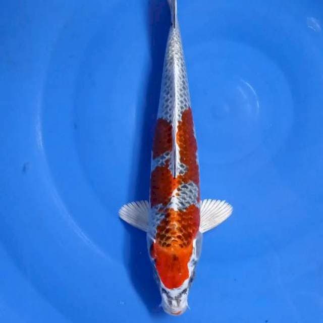 Kojaku 30Cm