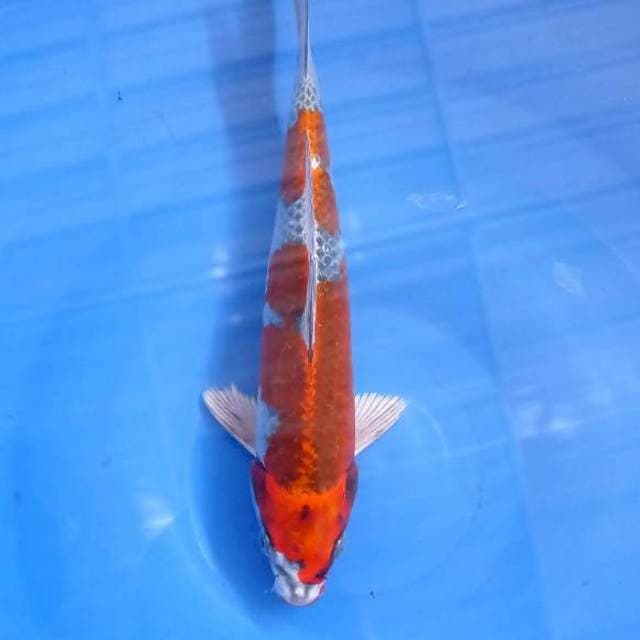 Kujaku 25Cm