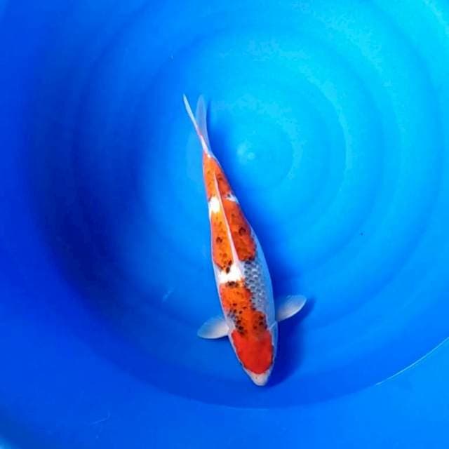 Ghosiki size 41cm josss