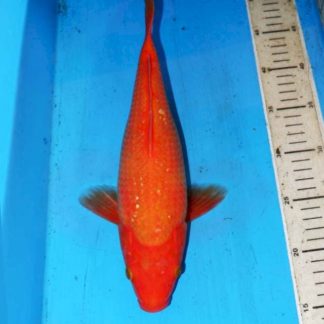 BENIGOI TEMBUS PERUT 33CM