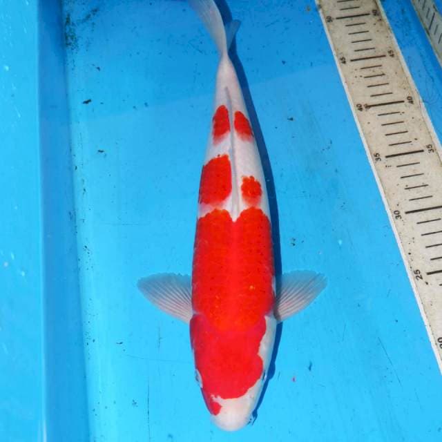 BIG BOY KOHAKU